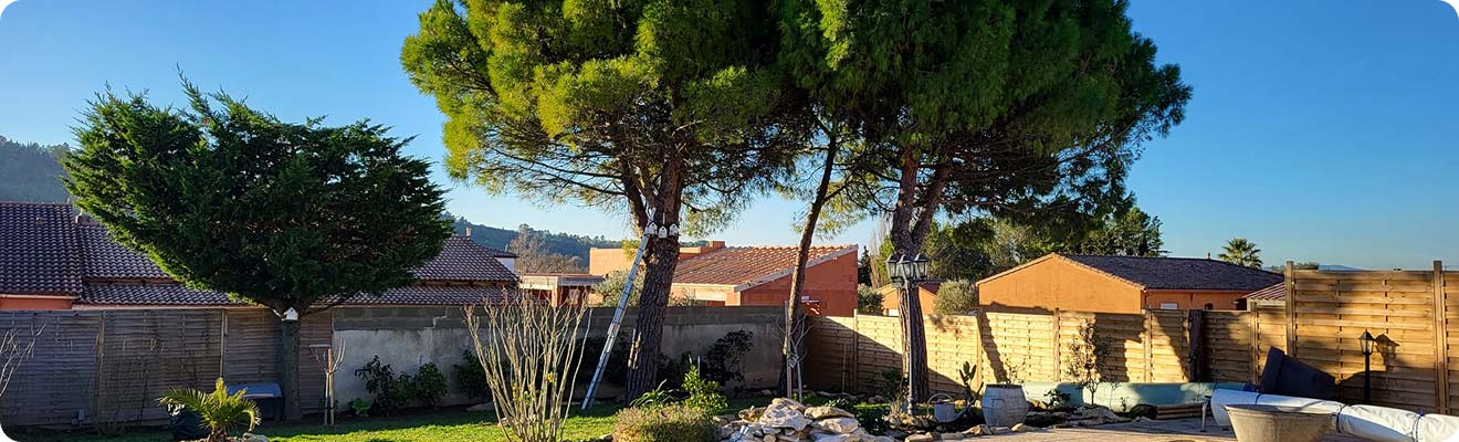 Confiez vos arbres à un élagueur professionnel à Pont-à-Celles